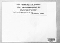 Passalora cercidicola image